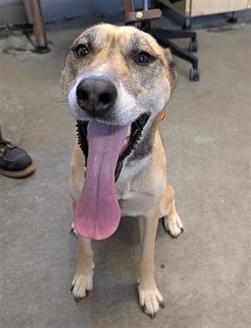 Adoptable Dog