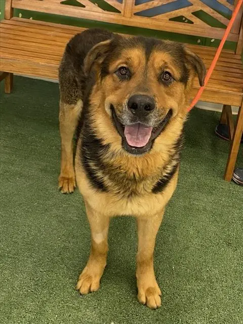 *Fez
