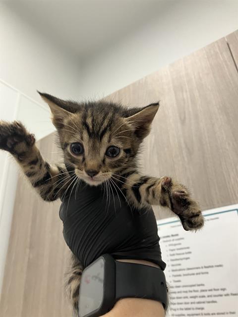 Adoptable Cat