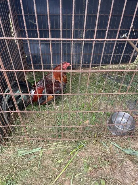 Bird