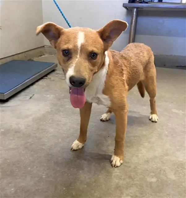 Adoptable Dog