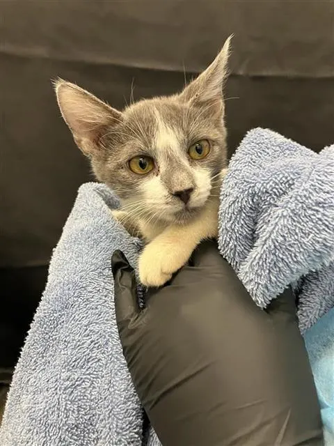 Adoptable Cat