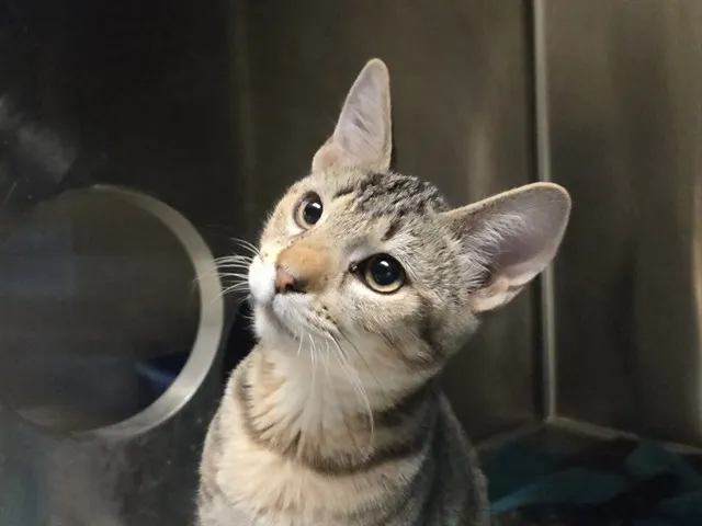 Mowgli
