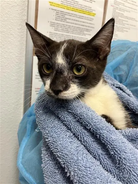 Adoptable Cat