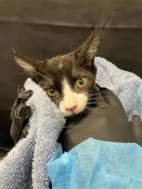 Adoptable Cat