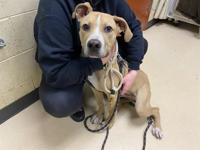 Adoptable Dog