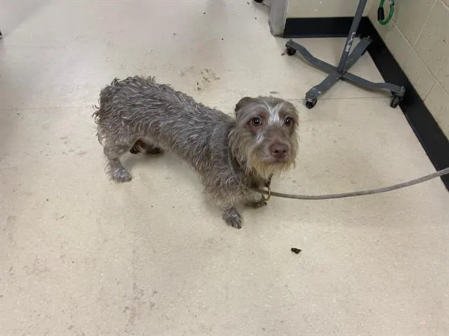 Adoptable Dog