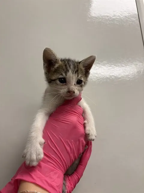Wendy - In Foster