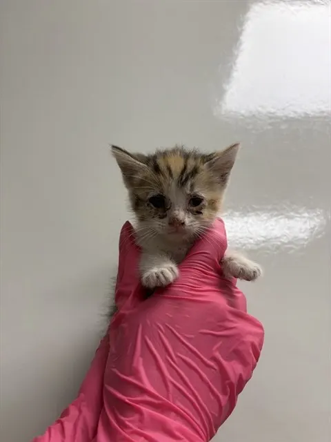 Sherry - In Foster