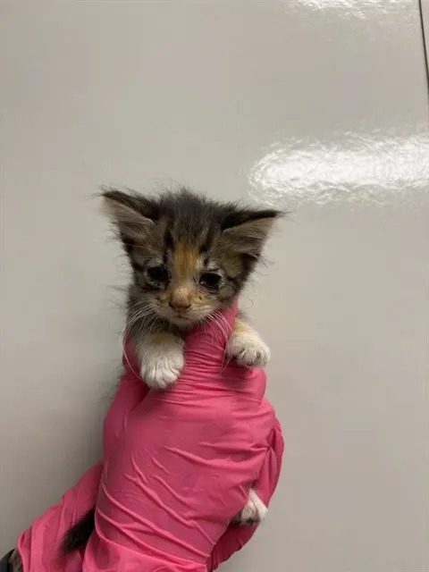 Cindy - In Foster
