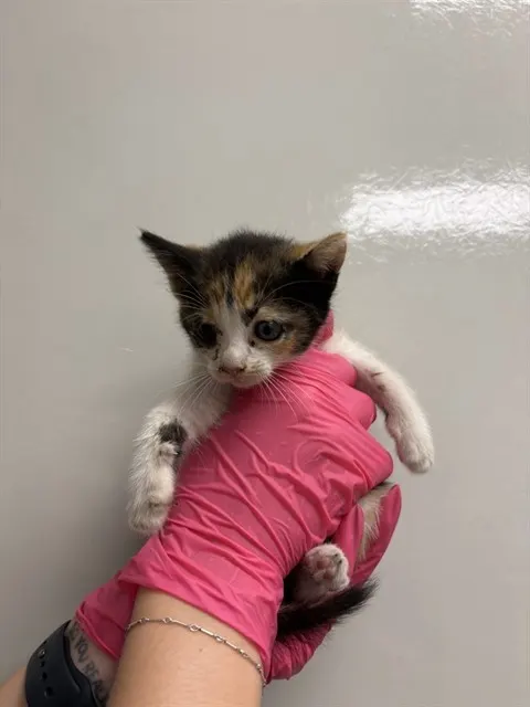 Connie - In Foster