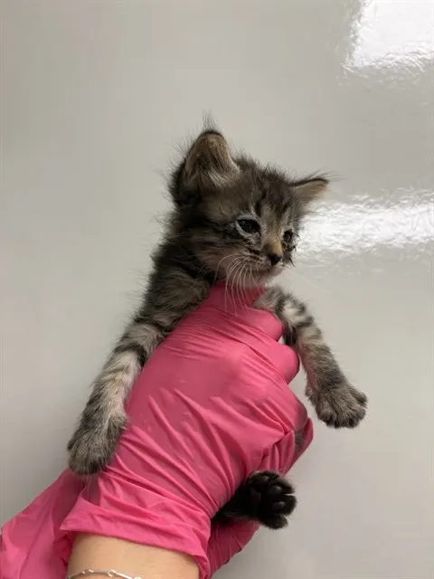Marie - In Foster