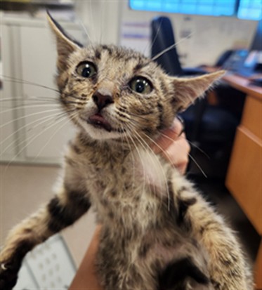 Adoptable Cat