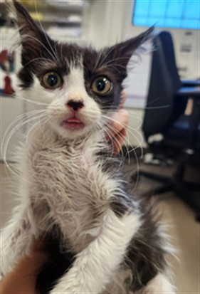 Adoptable Cat