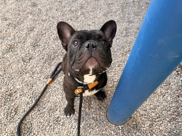 Bo