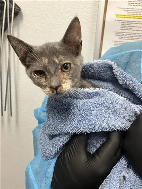 Adoptable Cat