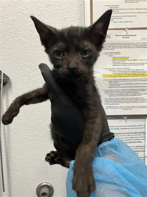 Adoptable Cat