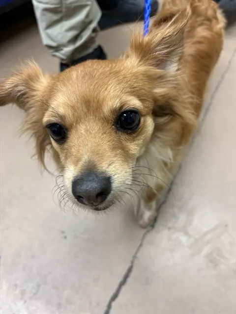 Adoptable Dog