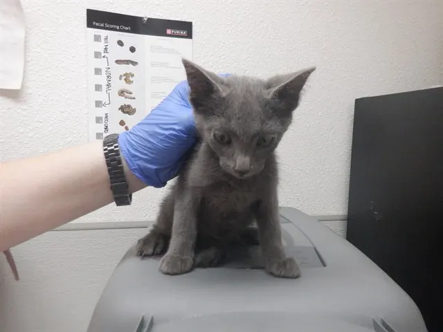 Adoptable Cat