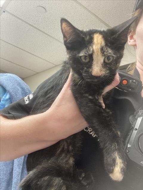 Adoptable Cat
