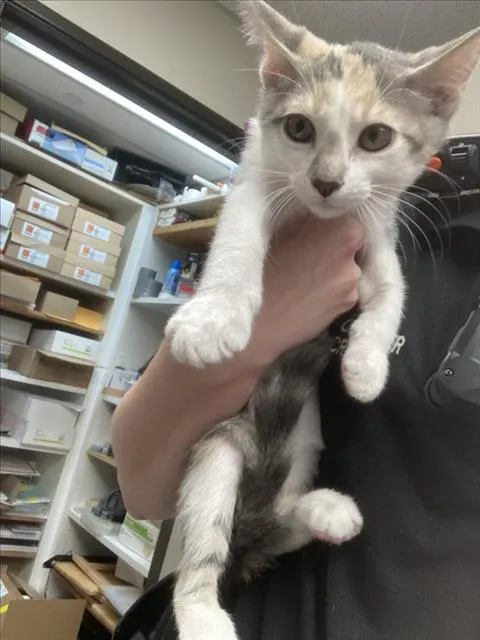 Adoptable Cat