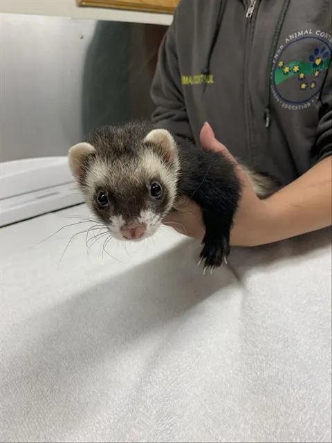 Bandit