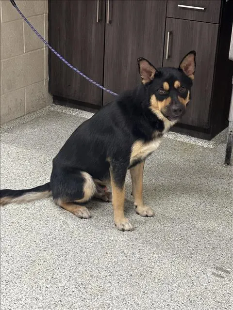 Adoptable Dog