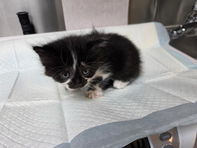 Panda (Rescue Only