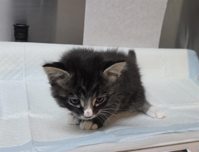 Coyote (Rescue Only