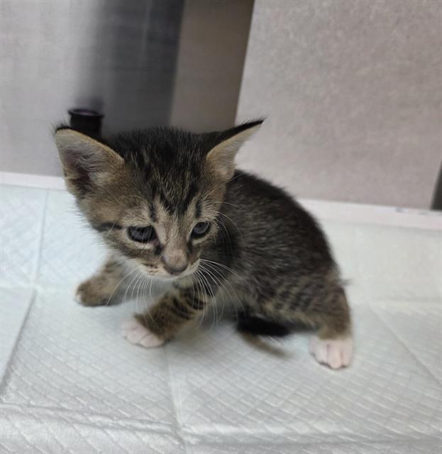 Batty (Rescue Only