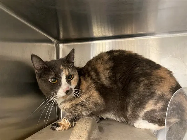 Adoptable Cat