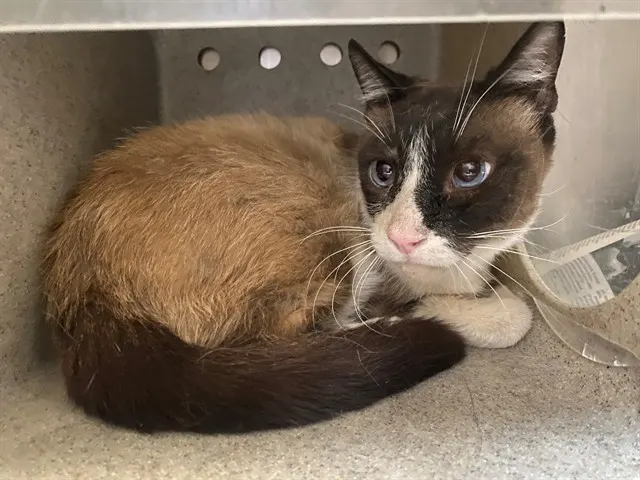 Adoptable Cat