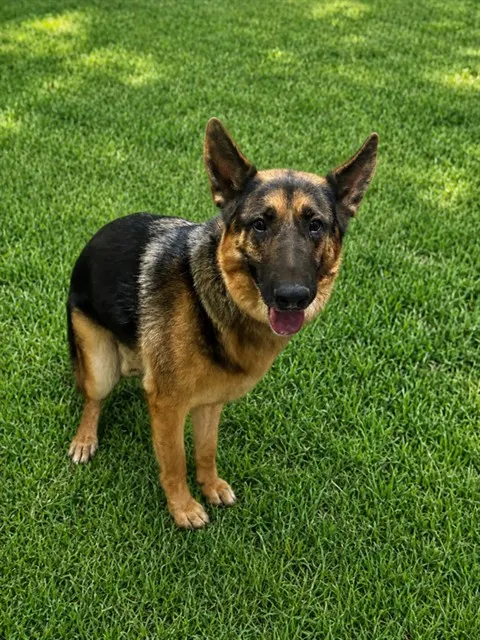 Nico