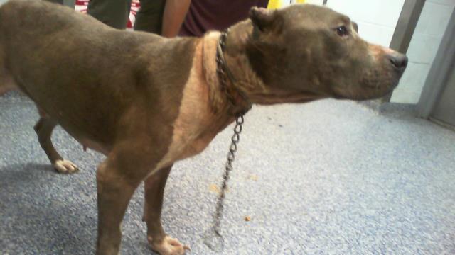Adoptable Dog