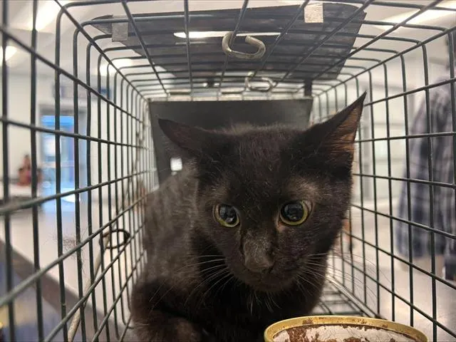 Adoptable Cat