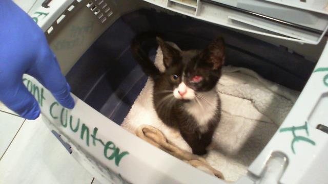 Adoptable Cat