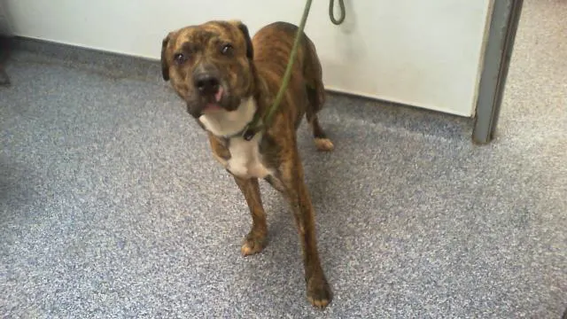 Adoptable Dog