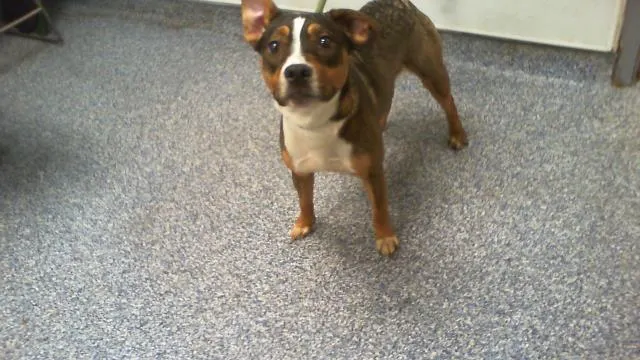 Adoptable Dog