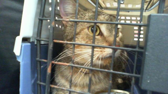 Adoptable Cat