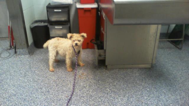 Adoptable Dog