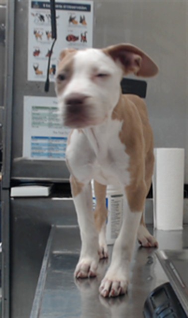 Adoptable Dog