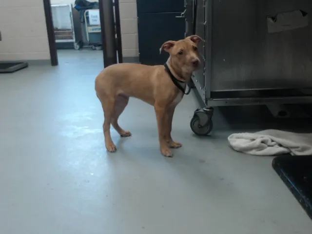 Adoptable Dog