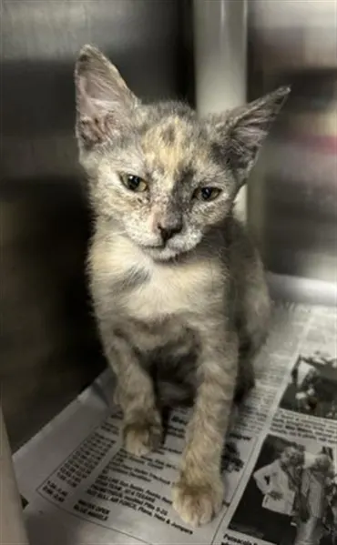 Birdie