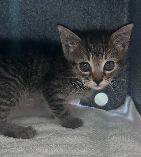 Baby Mittens