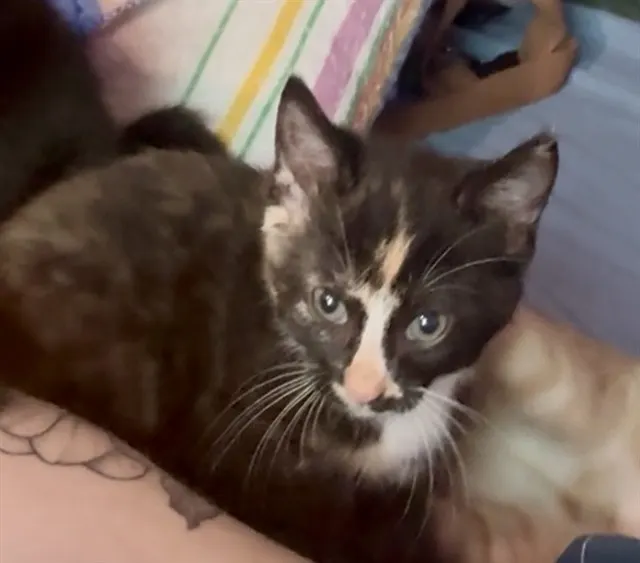 Petunia
