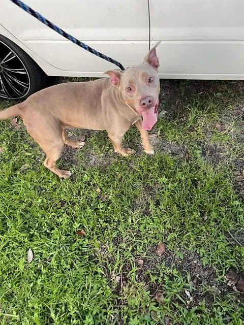 Adoptable Dog