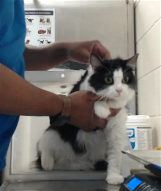 Adoptable Cat