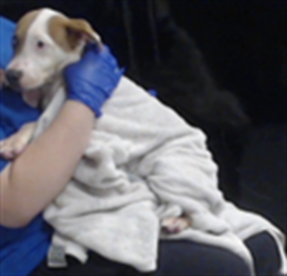 Adoptable Dog
