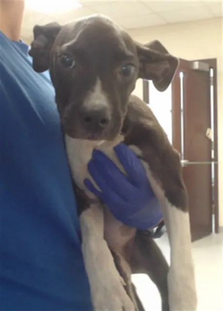 Adoptable Dog
