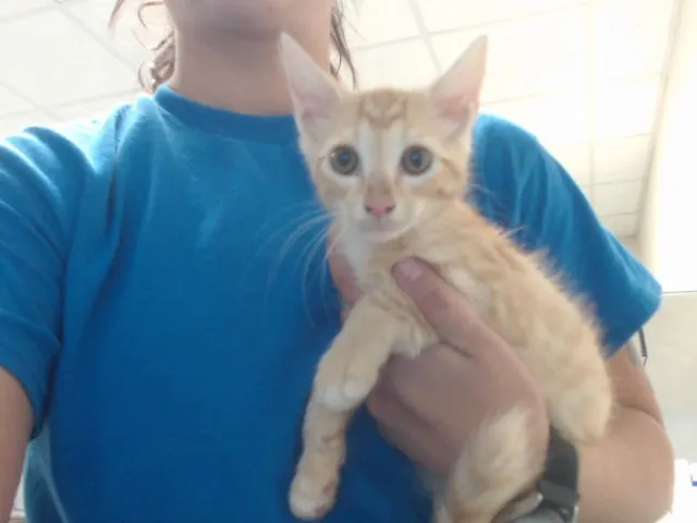 Adoptable Cat